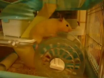 回し車の使い方を間違えてるハムスター