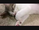 【猫】瞬間の破壊力【そら】