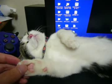にゃんこ爆睡　パート２
