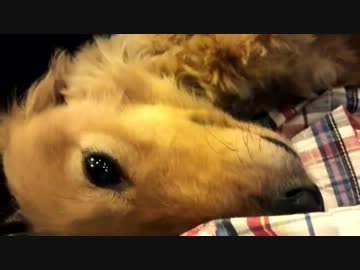 【ﾎﾓｫ】要求されたらつい・・・【弄ってみた】