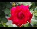 薔薇科～Lady Rose