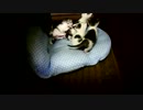 【生後】なんだ、ただの生体ベホマズンか。【18日目】