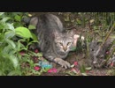 猫動画【１匹の戦士「Lonely soldier】