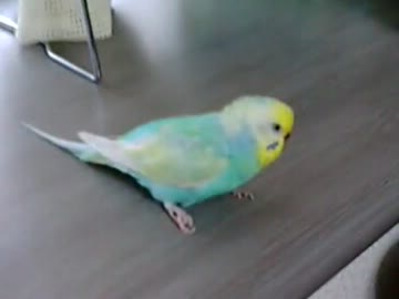 インコ！！