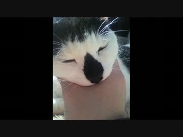 我が家の猫