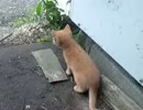 迷いネコさん観察日記　5日目
