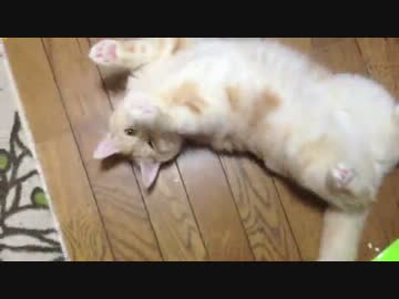 おなかを出す猫