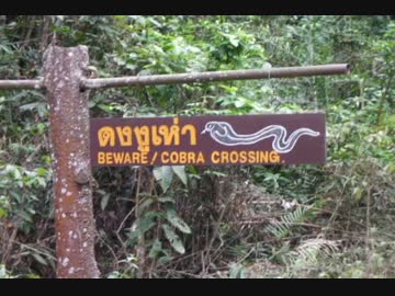 タイの文化シリーズ2012　第5話「カオヤイ国立公園」