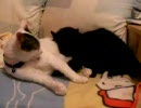 しろぬこさんとくろぬこさん おねんねるなにぐるーみんぐひな