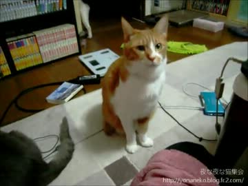 【夜な夜な猫集会】猫達が何か言いたい事があるようです