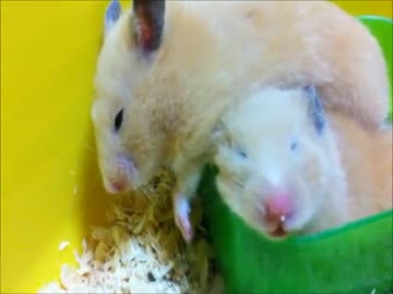 仲良くｽﾔｽﾔ...(-_-)゜zzz…　2