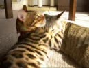 仲良しさん