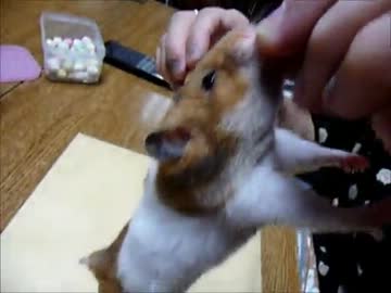 ☆ずっと食べてるだけ☆