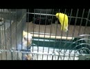 セキセイインコ ルッカ＆ピース １０日目 ケージへ移動