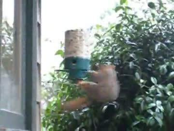 リス避けにしがみつくリス