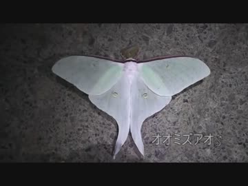 2012夜の高尾山で生き物探し【やどけん！】