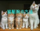 猫駆除の方法