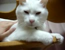 目で返事をしているらしい白猫