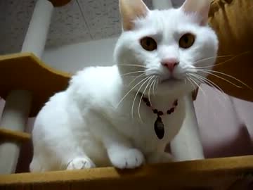 うちの白猫はプロの和ませ師