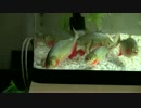 HD ピラニア・ナッテリー 金魚 捕食シーン　- Red Piranha Feeding -