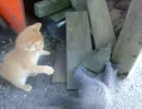 迷いネコさん観察日記　7日目（朝）