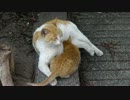 比較実験動画その2