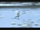 (結月ゆかり）羽ばたく鳥（オリジナル）