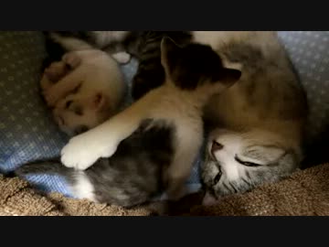 【生後】そろそろ情緒発達のために刺激が必要ときいて【２１日目】