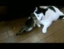 にゃんにゃん