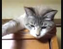 『おちび』お寝ぼけ猫パンチ『ちび動画』