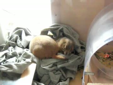 人気の 動物 出産 動画 本 3 ニコニコ動画