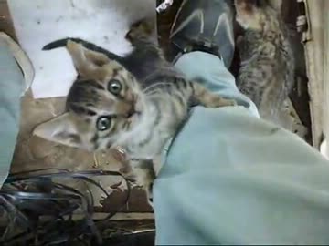 【ぬこ】捨て猫保護　その後①