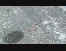 まむしくん.3GP