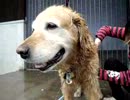 うちのおじいちゃんを丸洗いする