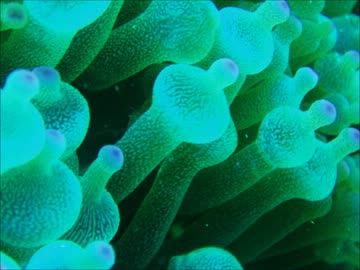 【ニコニコインディーズ/インスト】trough【トランス】