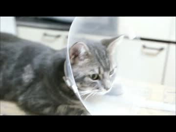 ツンギレのうちの猫がパラボラアンテナになって帰ってきた