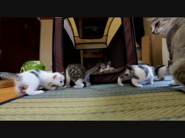 【生後】なんだ、ただの王蟲の群れが丘を越えてか【２３日目】