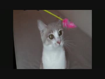 【猫】がハッスルするだけ【ねこ】