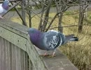 【伝説の珍獣シリーズ】手賀沼の鳩ポッポ