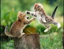 【体育会系チキン】体育会系一武闘会～女猫伝説～