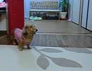 飼い犬が反復横跳びするだけ。