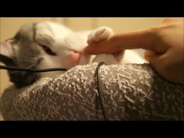 ツンギレのうちの猫が「お手」を覚えた