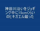 （VIP）神田川沿いをジョギング中に15cmくらいのヒキガエル蹴った
