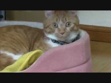 猫ジャンプ