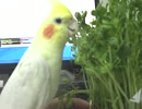 オカメインコのクイ動画26　クイ、豆苗しょりしょり