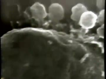 超極小の世界「生命という機械」(01 of 02)