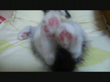 なにをされても起きない猫