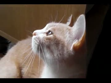 【ねこ】なんかおるよー(´・ω・｀)【猫】