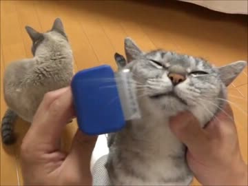 家猫日和　ブラッシング３
