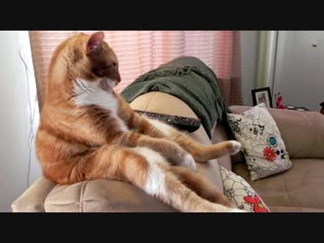 ソファーにどっかり座ってテレビを見る猫